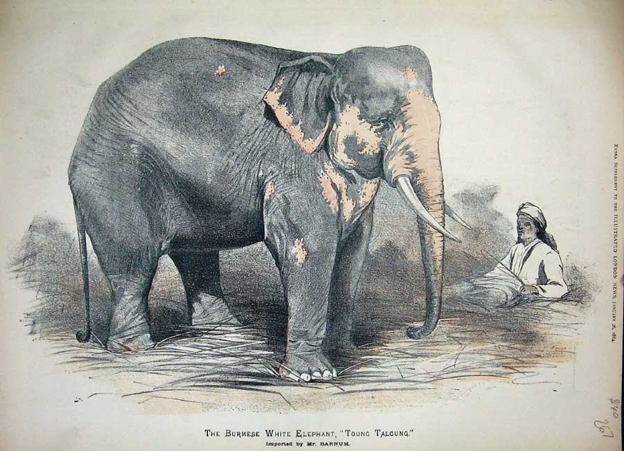 elephant drawing