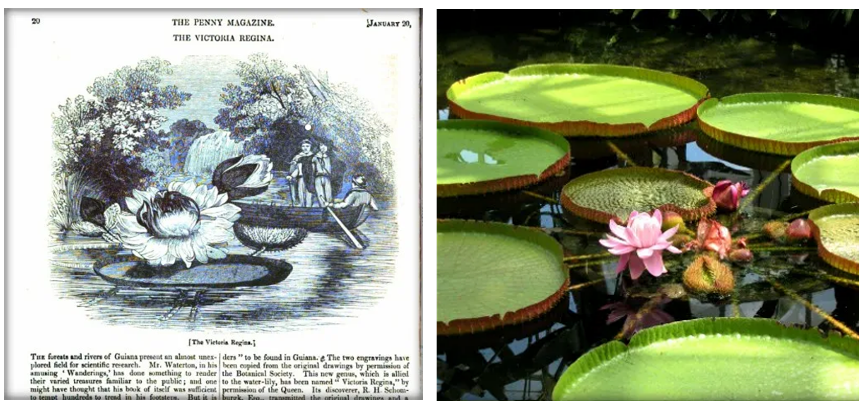 Victoria Amazonia drawing versus photo